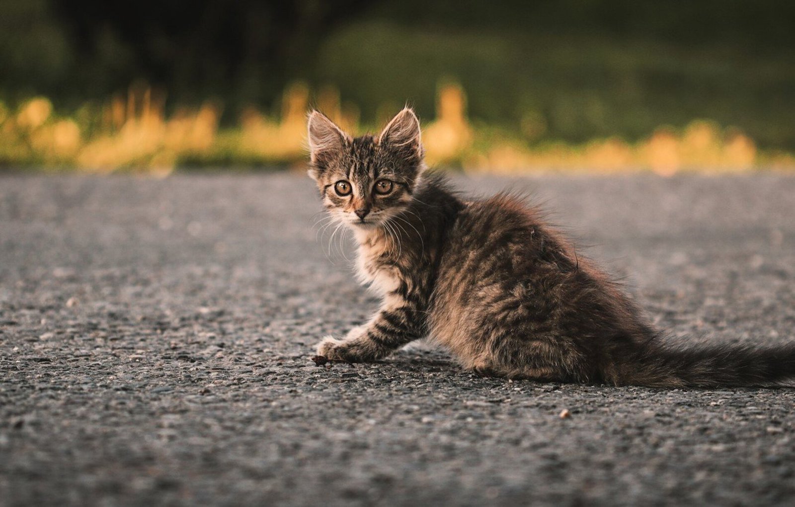 Котята на дороге