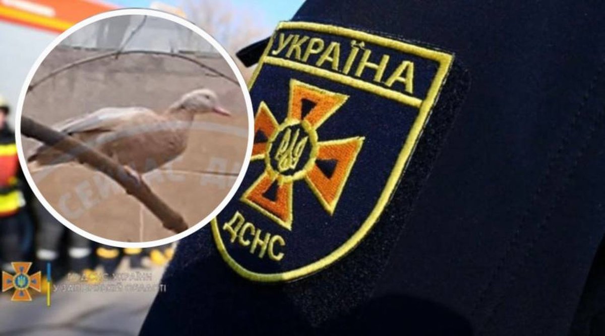  У Дніпрі на проспекті Поля рятували качку, яка застрягла на дереві 