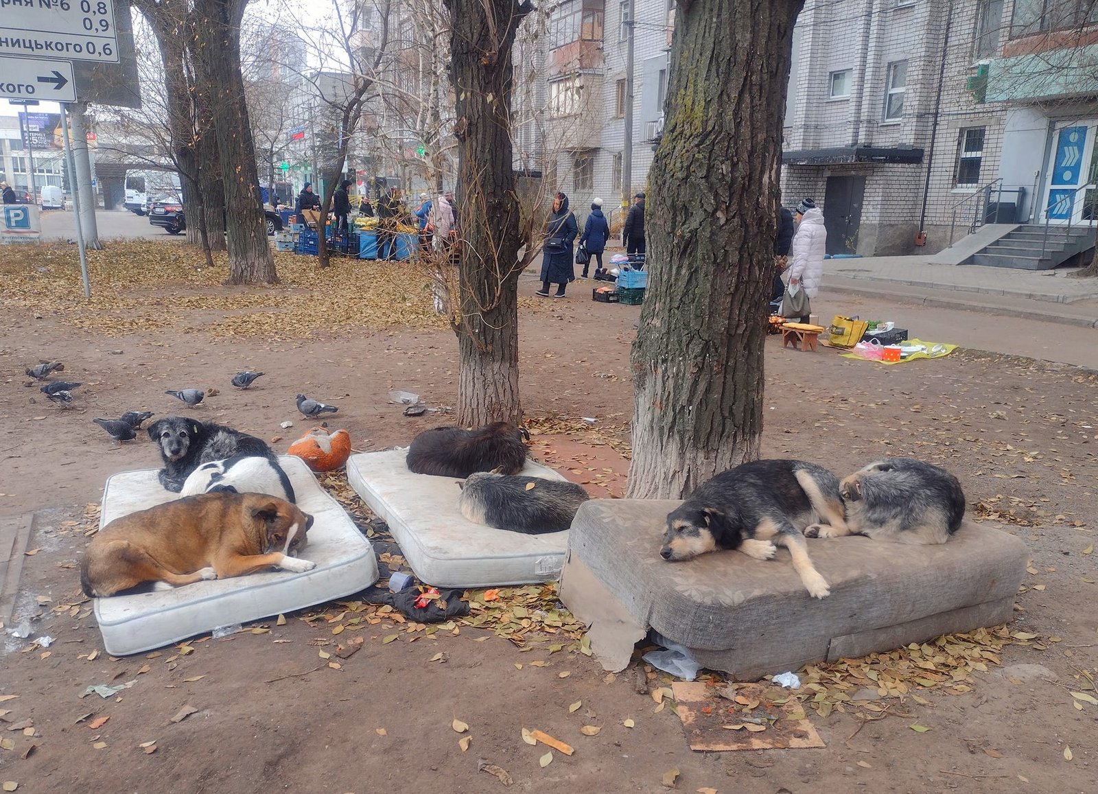 Собаки лежат на матрасах в Днепре