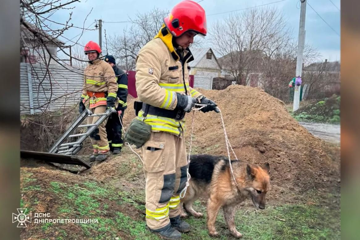 Собака и спасатель