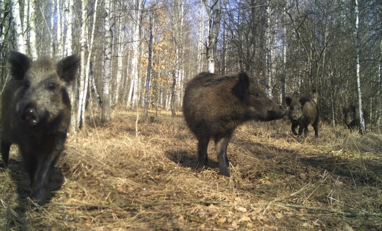 Кабани в лісі