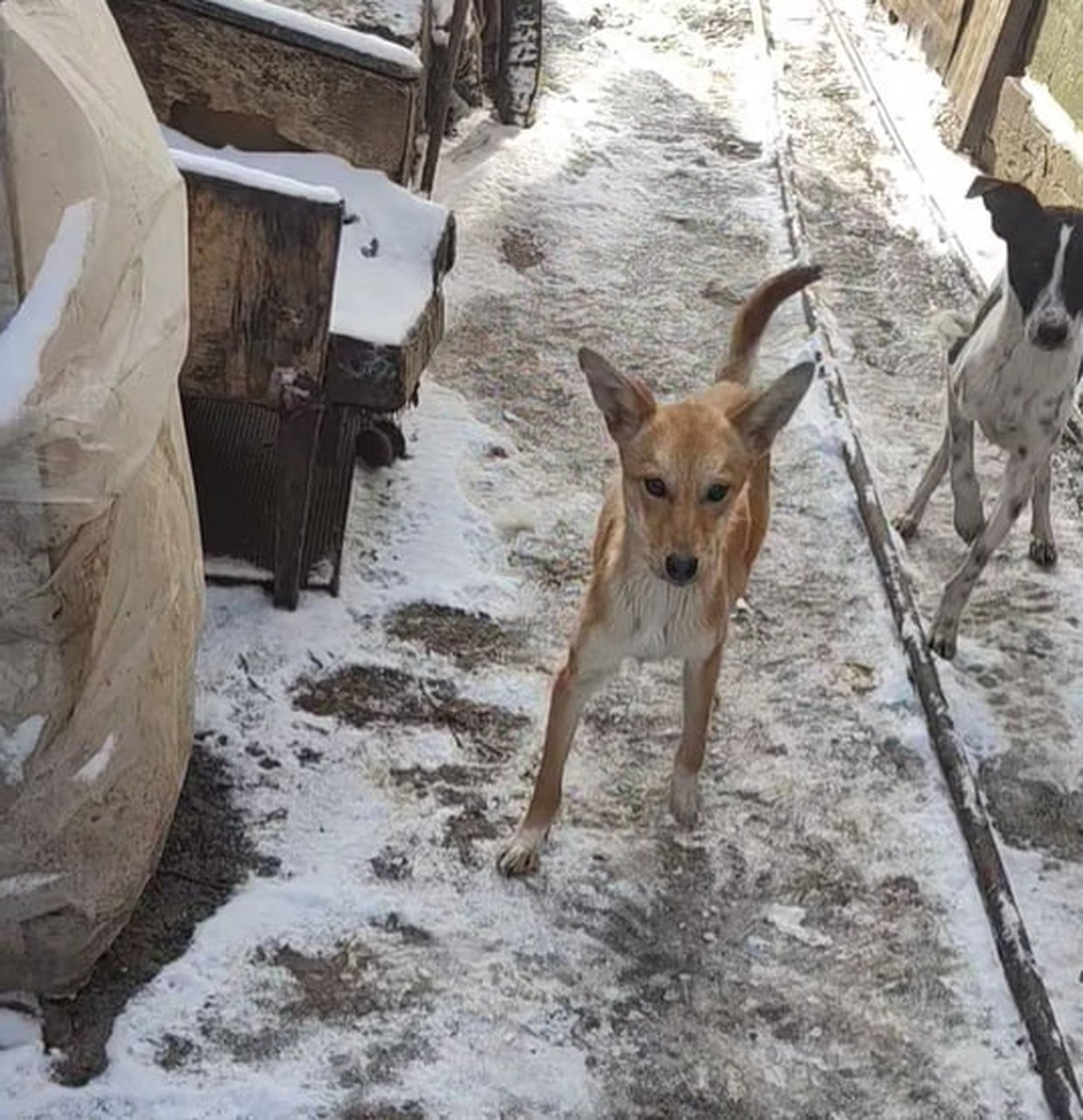 Собаки у Нікополі