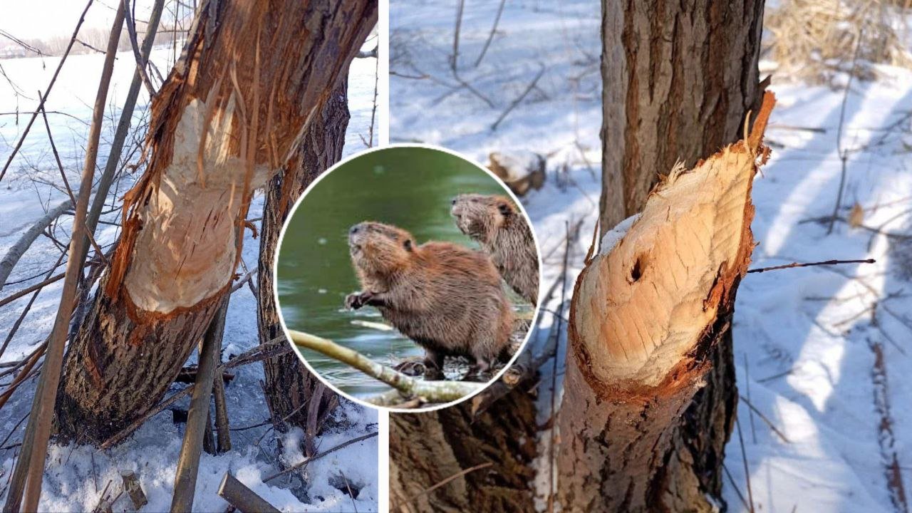 Деревья погрызены бобрами