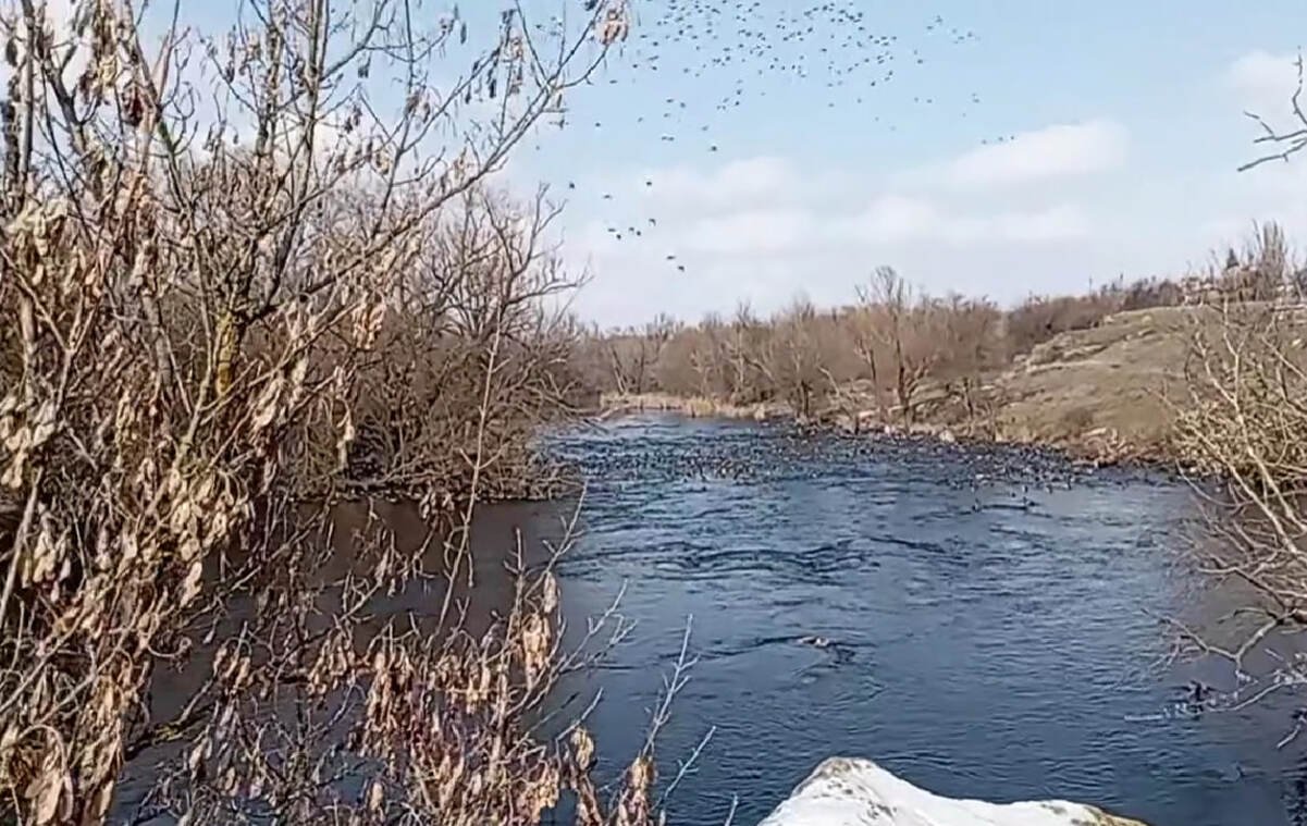 Поблизу Кривого Рогу на річці зафіксували небачену кількість качок 