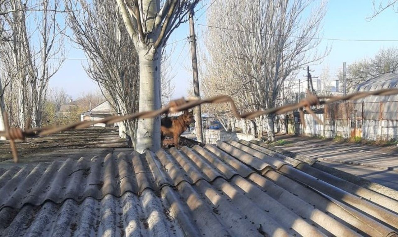 Собака на гаражі в Дніпрі