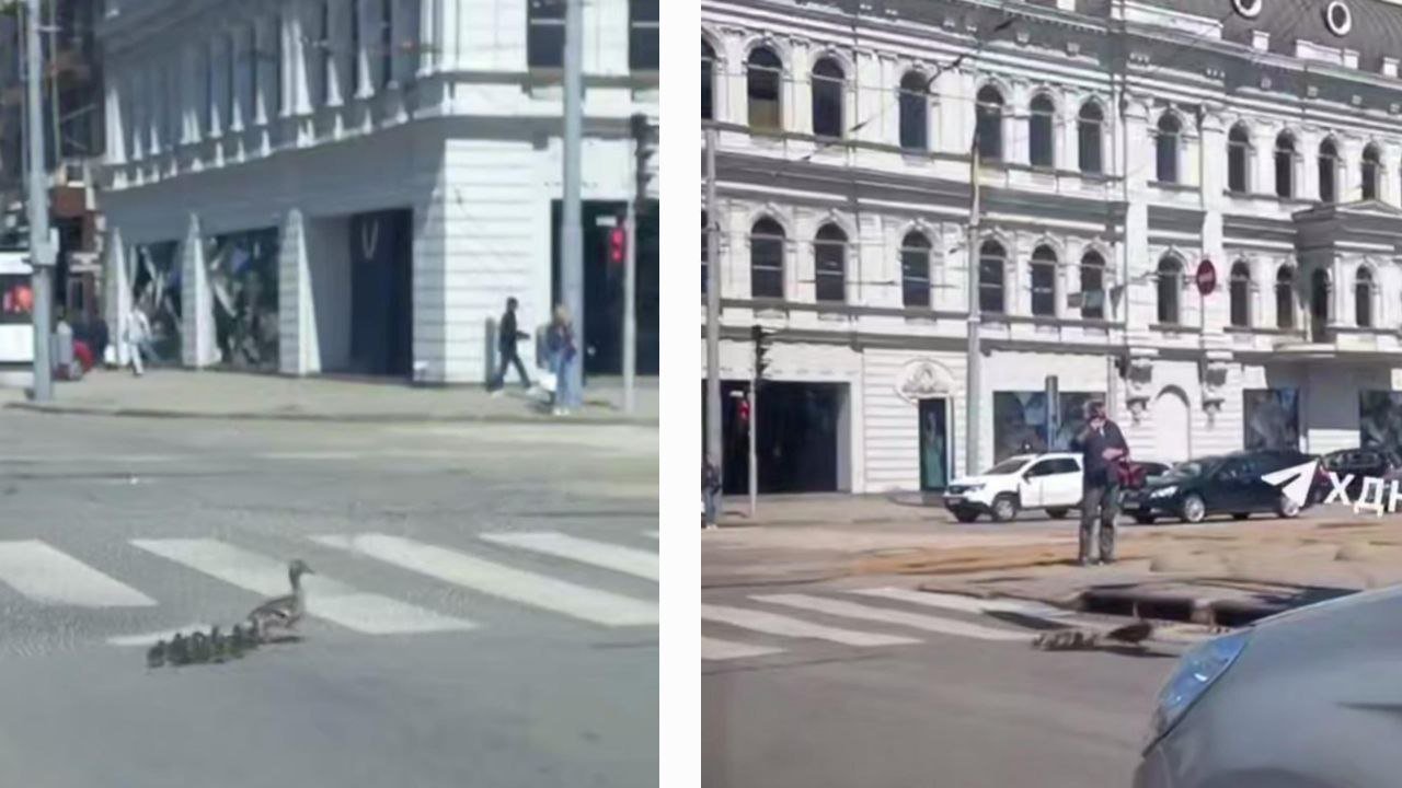Качечка в центрі Дніпра