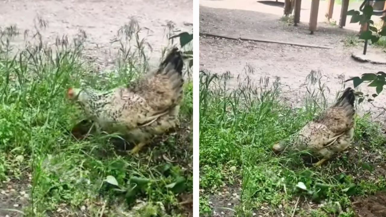курка Курка на Лівобережному