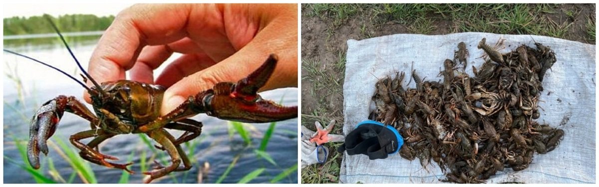 Інспектори виявили незаконний вилов раків на Кам’янському водосховищі, збитки — 436 тисяч гривень.