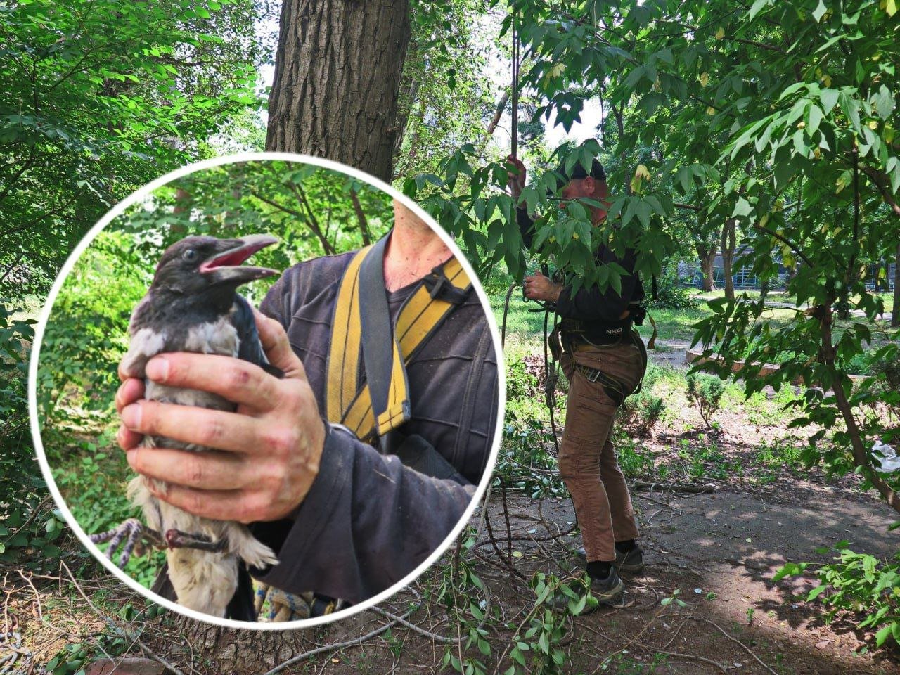 Ворона на руках у спасителя из Днепра