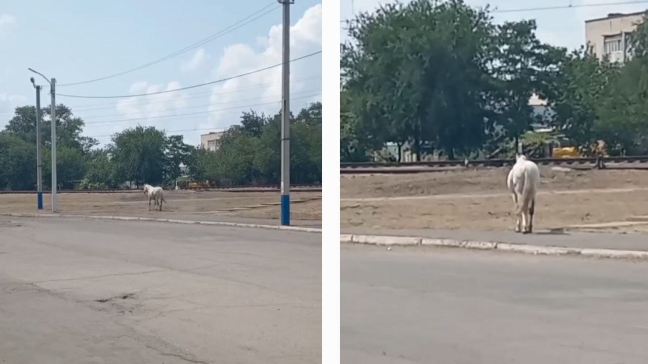 Лошадь на ж/м Северный в Днепре