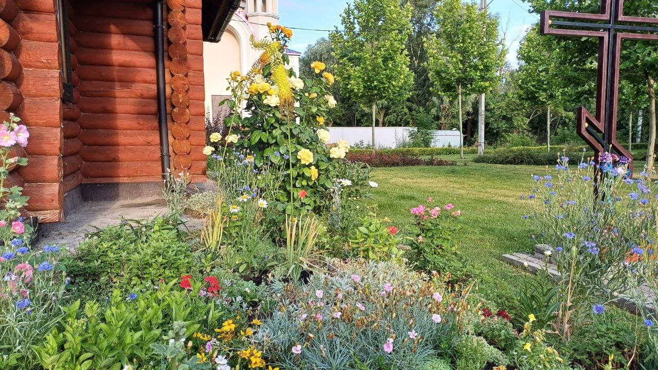 Еремурус у Дніпрі 