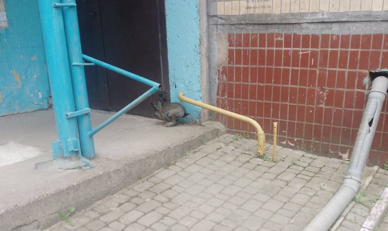 В Днепре на ж/м Тополь продолжает гулять загадочный кролик