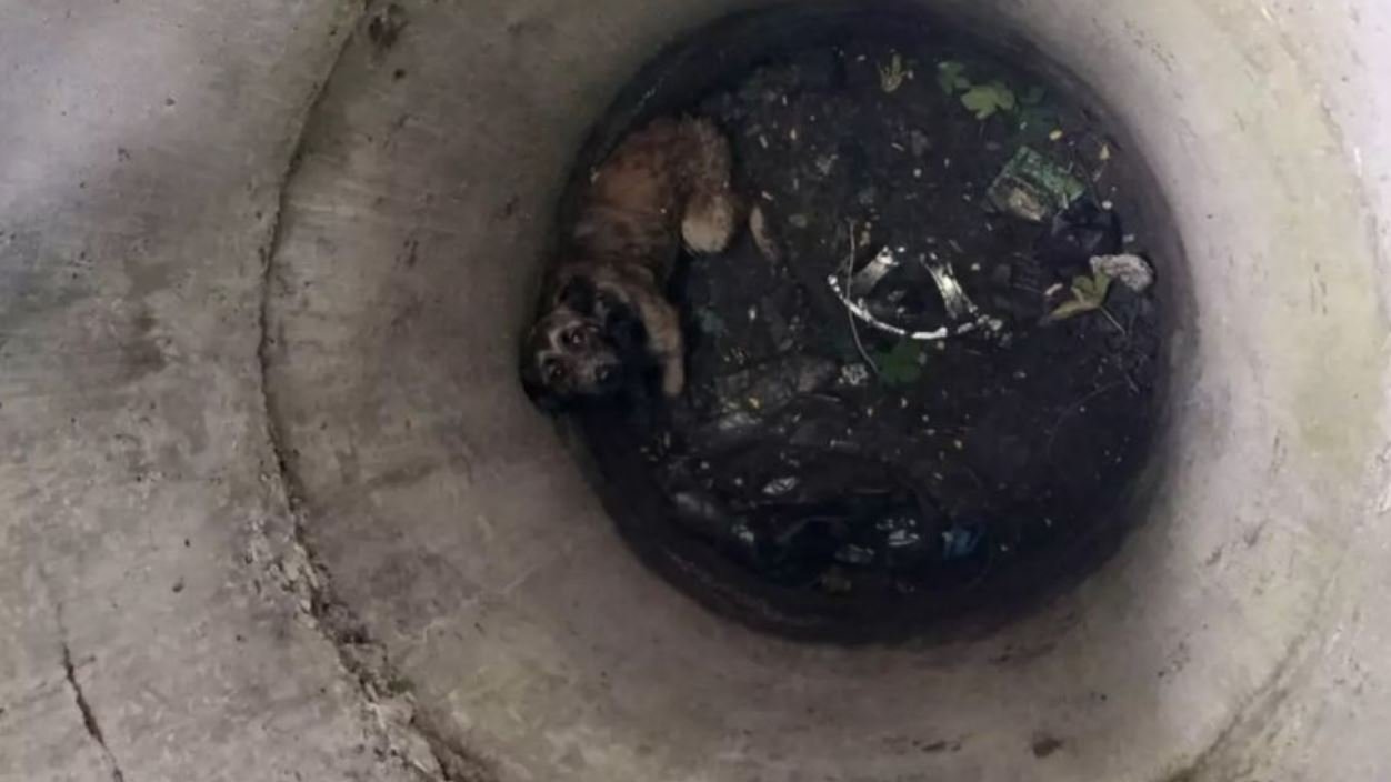Собака в глибокому колодязі в Кам'янському