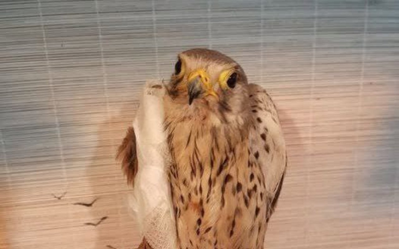 IMG_20250630_152049_116 Сокол которого спасают в Днепре