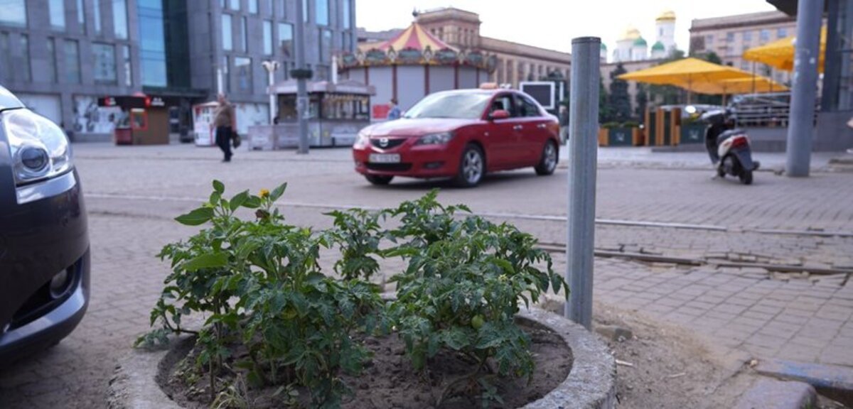 Стало відомо, хто і навіщо посадив помідори замість квітів у клумбах у центрі Дніпра