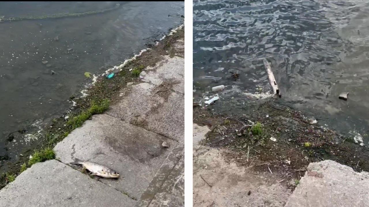 Мертвая рыба на берегу реки в Днепре