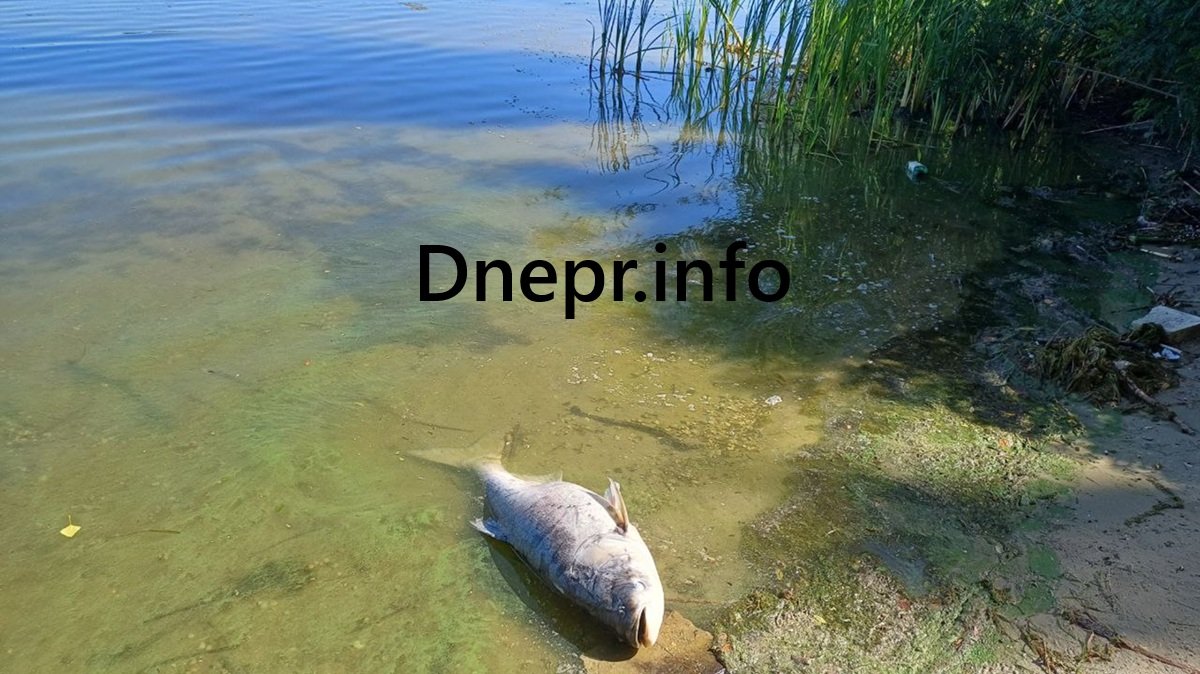 Водойма Велика прісноводна риба товстолобик на березі річки в Дніпрі, Перемога