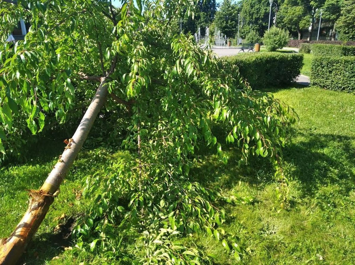 Сакура ДТП у Дніпрі: автівка знесла сакуру на житловому масиві Західний