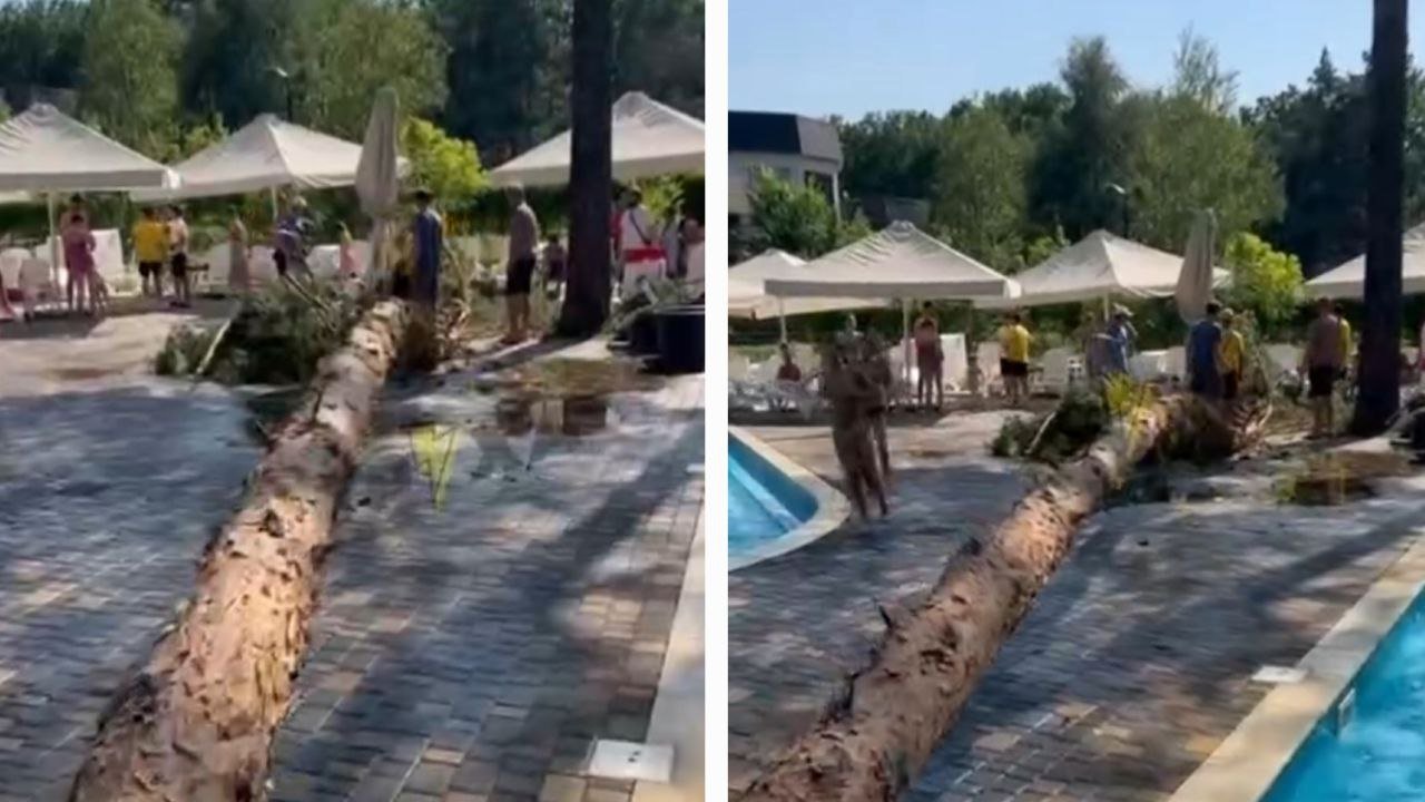 Дерево упало поблизости на Золотом пляже.