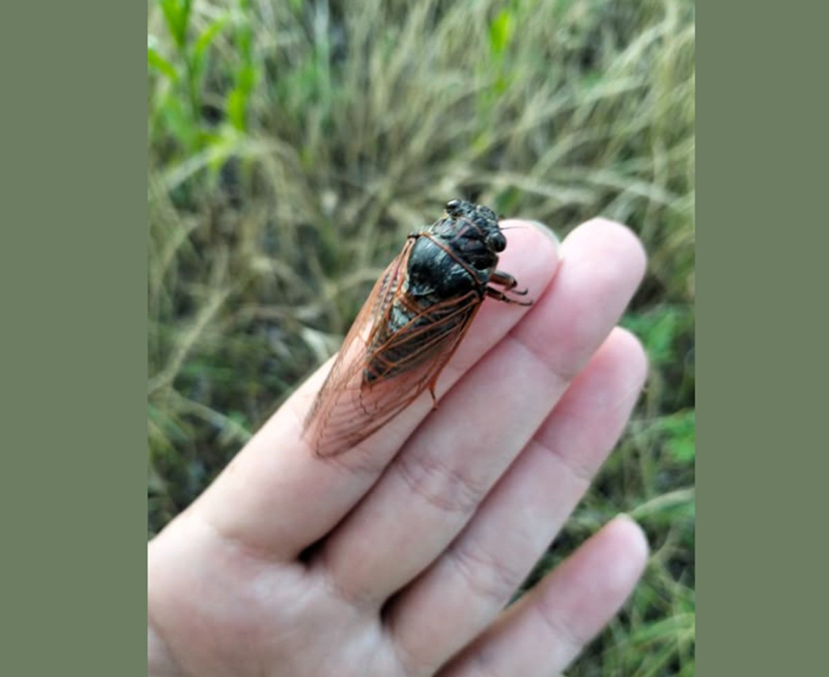 Большая дубовая цикада Tibicina haematodes на руке человека в Солонянском районе Днепропетровской области.