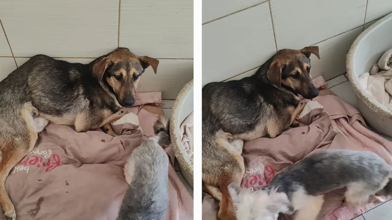 Больной пес Ким