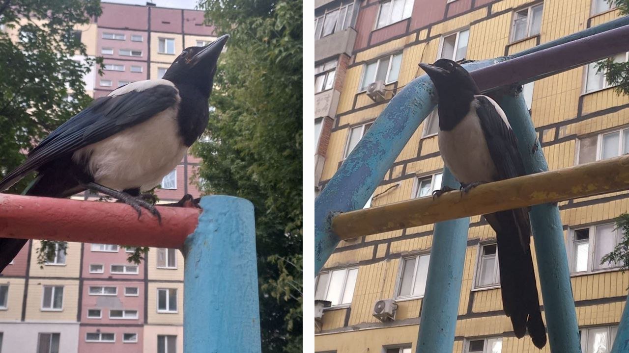 сорока Сорока, яку знайшли в Дніпрі
