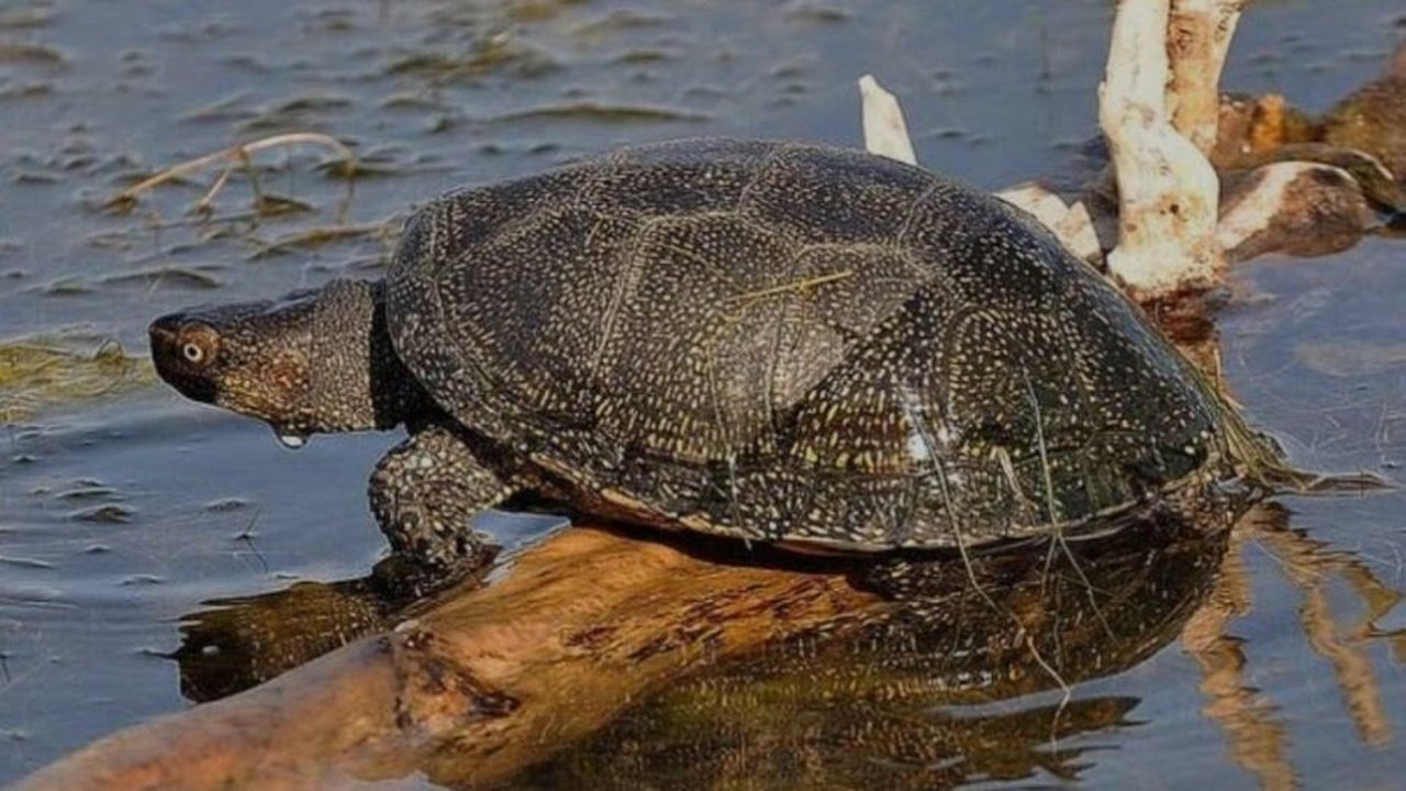 Черепаха