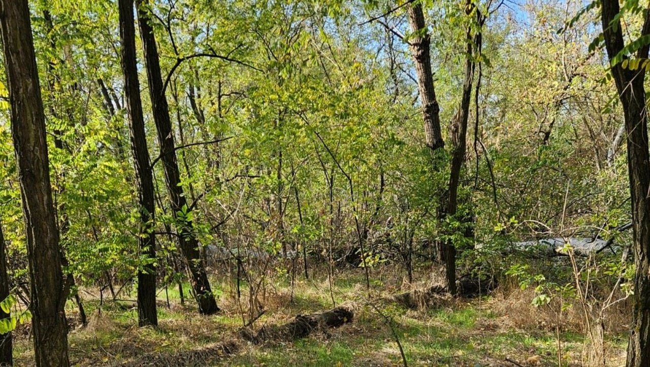 Ліс, де рубали дерева