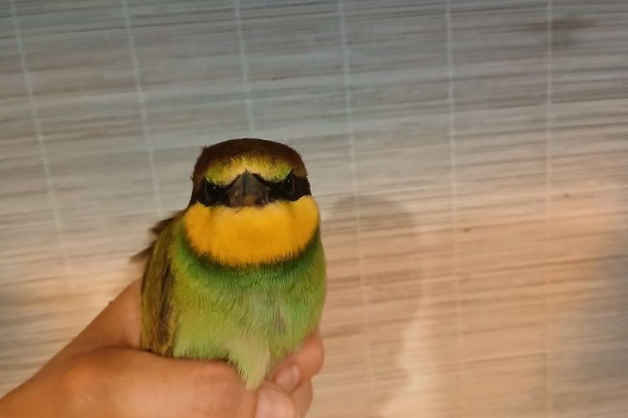 Птах, якого рятують в Дніпрі
