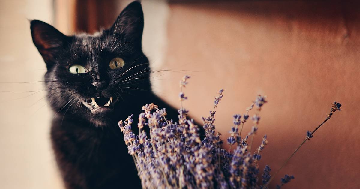 Бешеная кошка