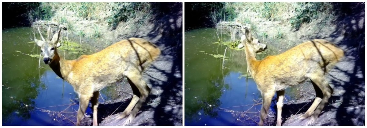 Косуля Косуля в Кривом Роге на водопое, зафиксированная фотоловушкой в черте города.
