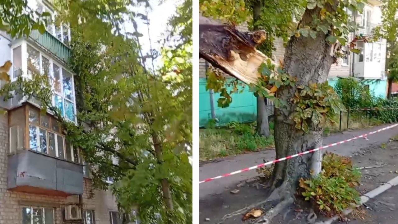 Свалившееся на дом дерево