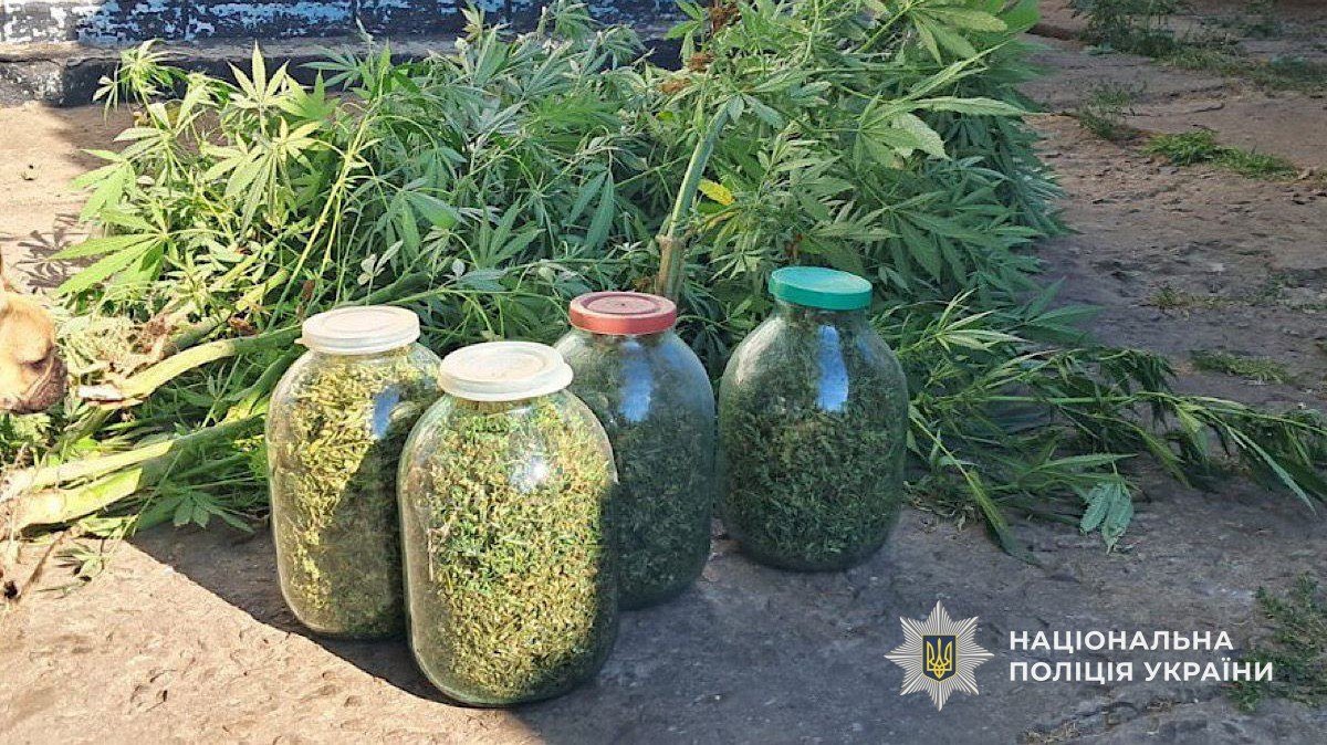 Конопля Вилучені кущі конопель на прибудинковій території у Дніпропетровській області.