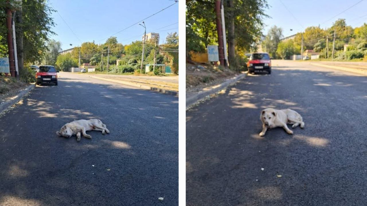 Собака лежала на дорозі