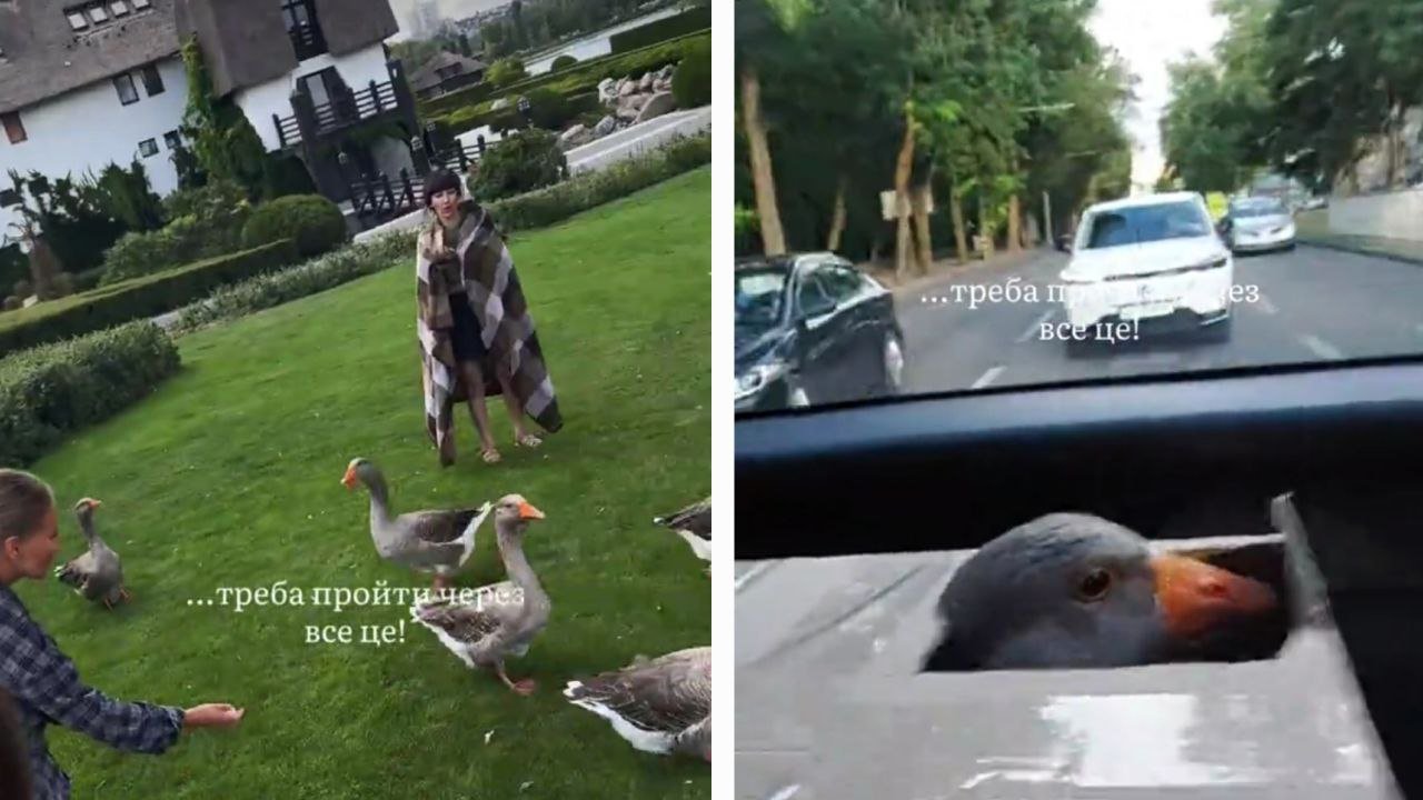 Гуся поймали в яхт-клубе и увезли на фотосессию