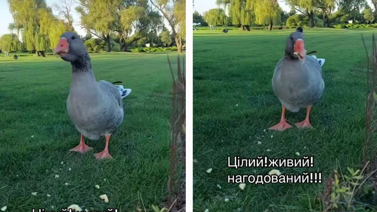 Гусак, якого знімали у фотосесії.
