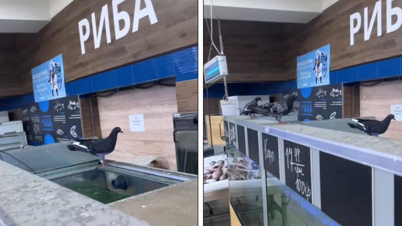 Голуби в супермаркете