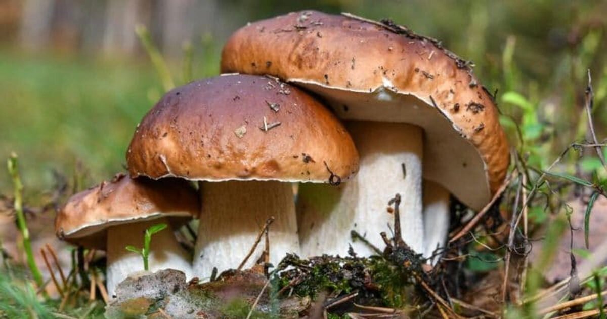 Грибний сезон у розпалі: дніпряни збирають грузді та головачі у лісах області