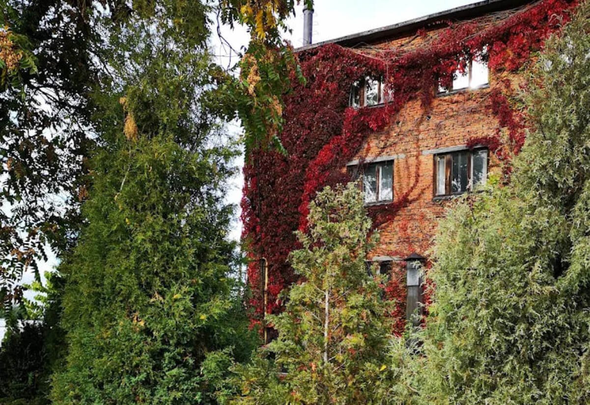В Днепре ботсад приглашает на свой День рождения: праздничная программа