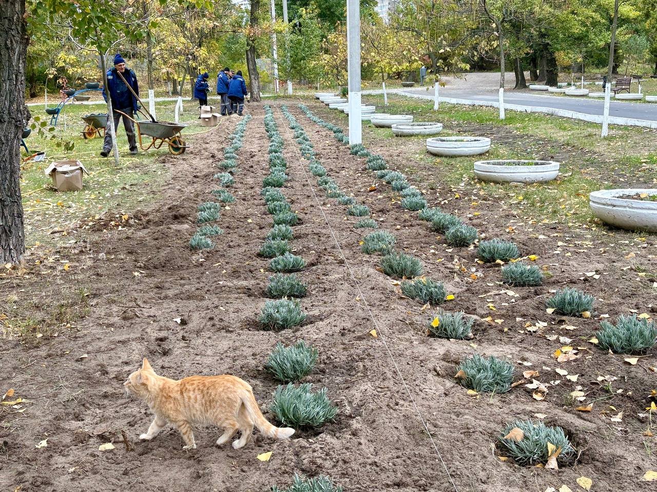 В Днепре в парке Сагайдак появилась лавандовая аллея