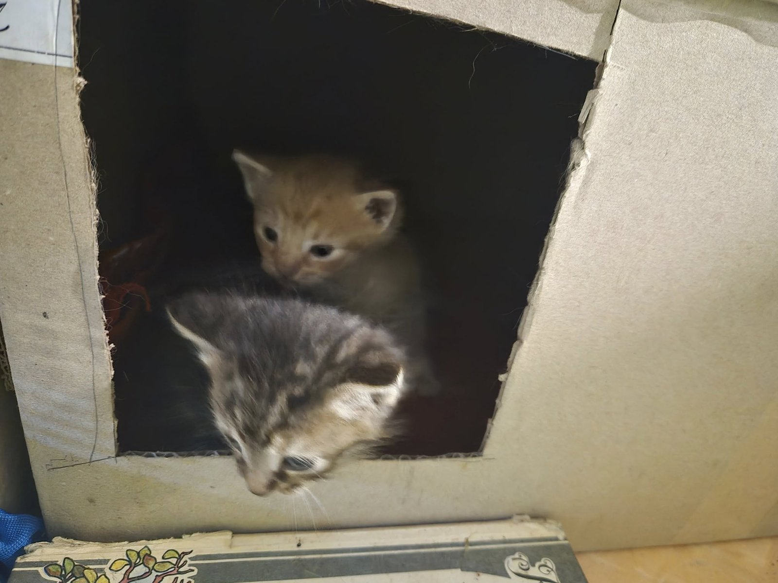 569029704_1898211804059719_5815040550567512694_n Котята, которых взяли на работу в музей в Днепре