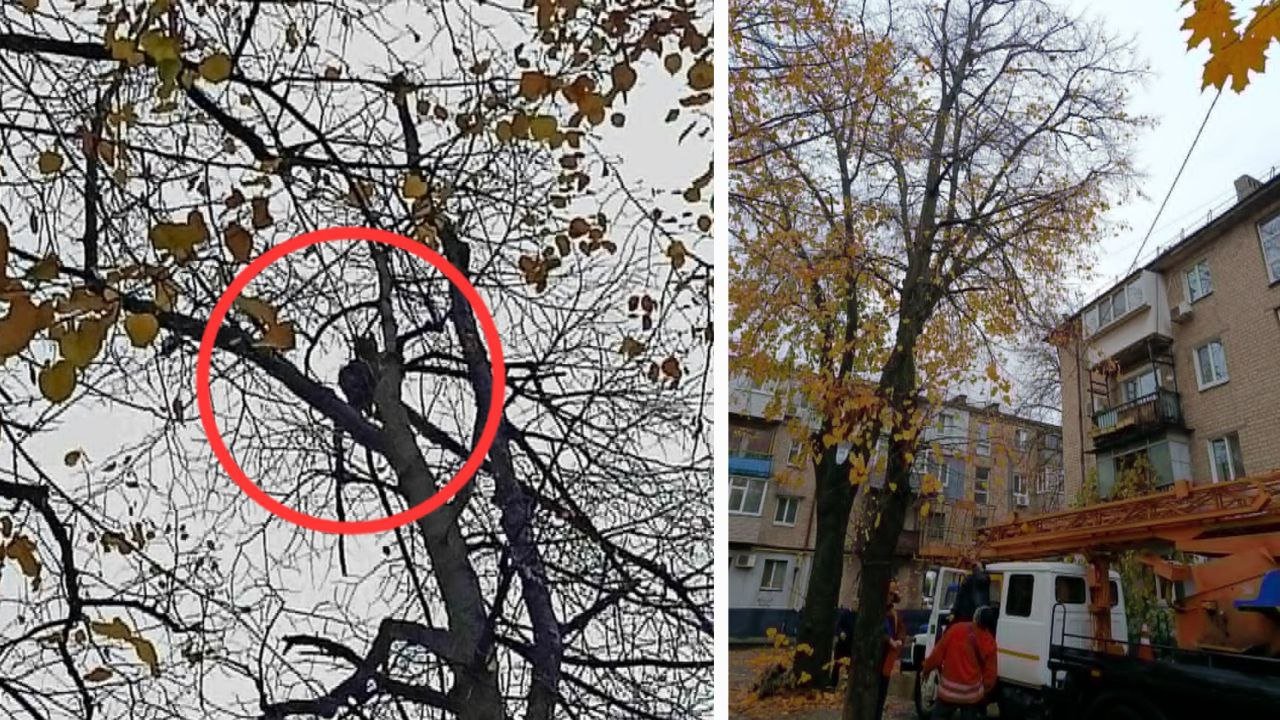 photo_2025-10-28_21-16-29 Порятунок кота в Дніпрі