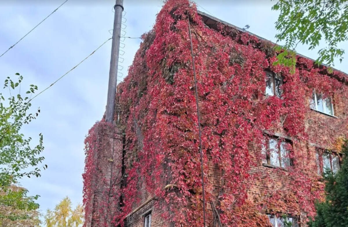 photo_2025-10-29_09-53-25 (1) Як у Дніпрі працюватиме ботсад у листопаді: коли заплановані робочі суботи