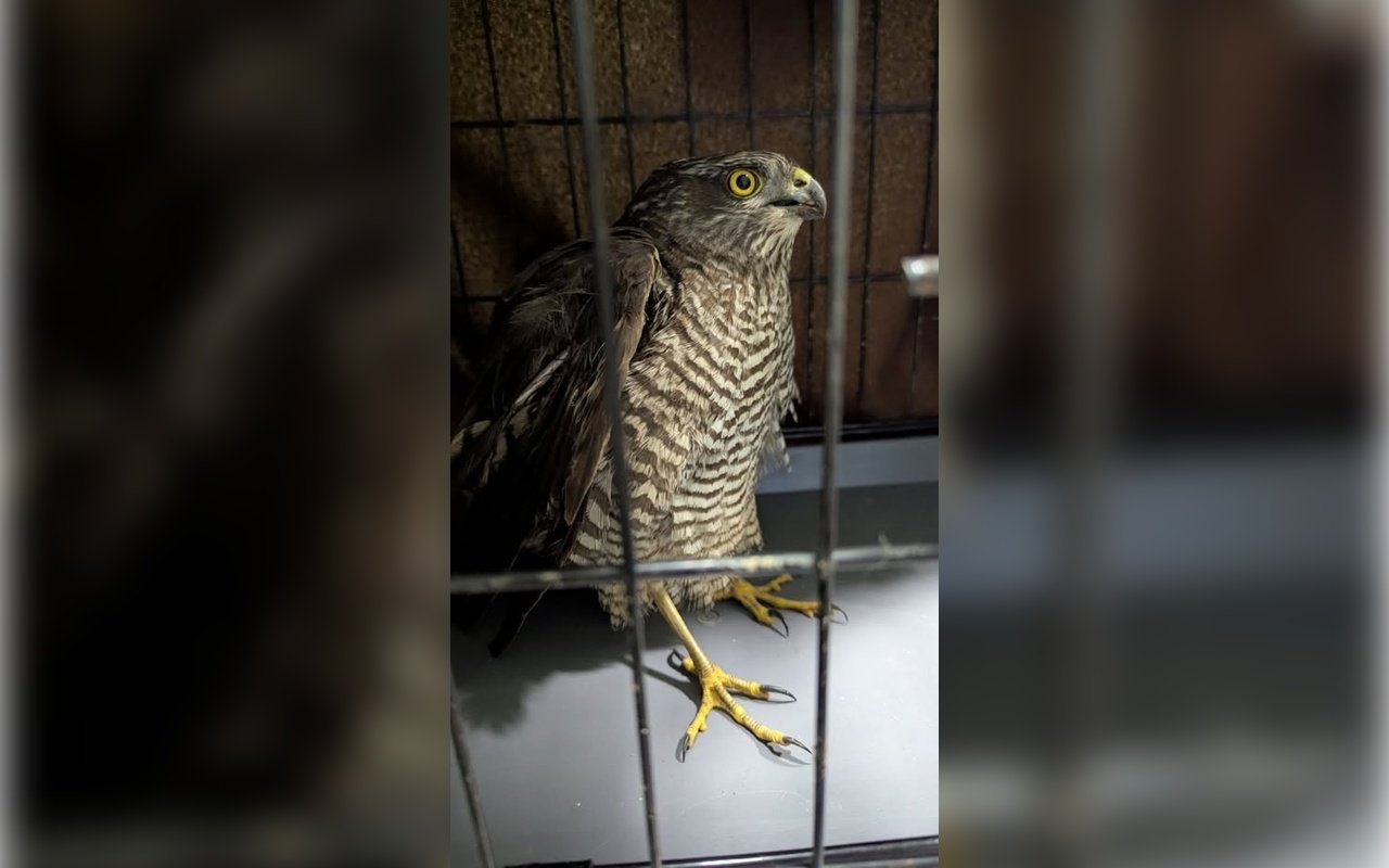 Сокол, сбивший дрон в Никополе