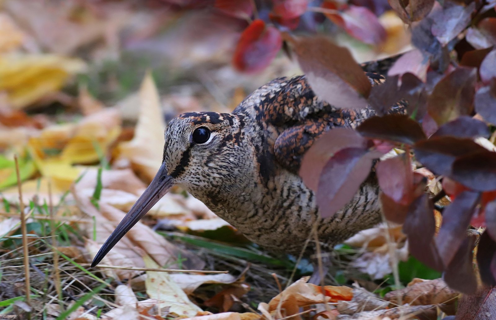 Вальдшнеп в криворожском лесу