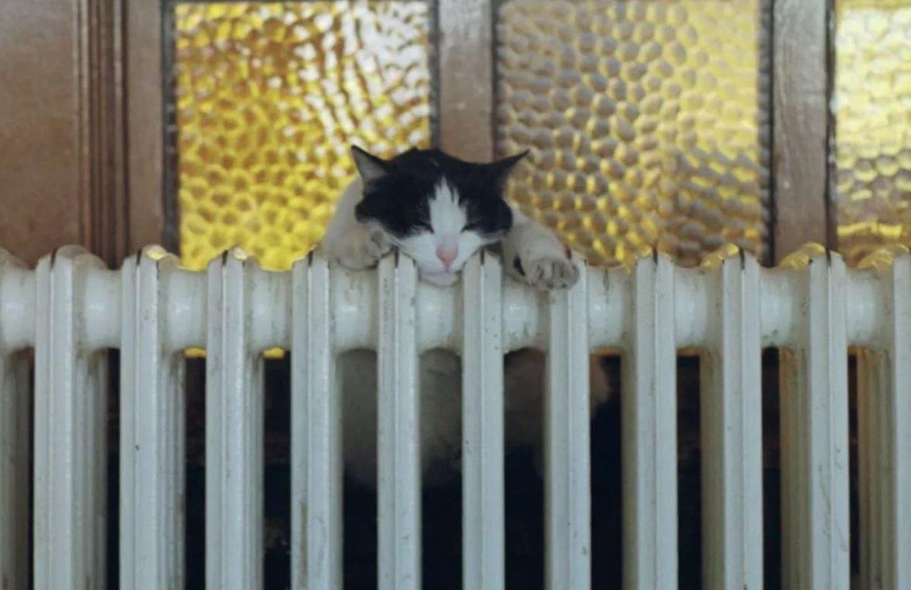 Кот греется на батарее