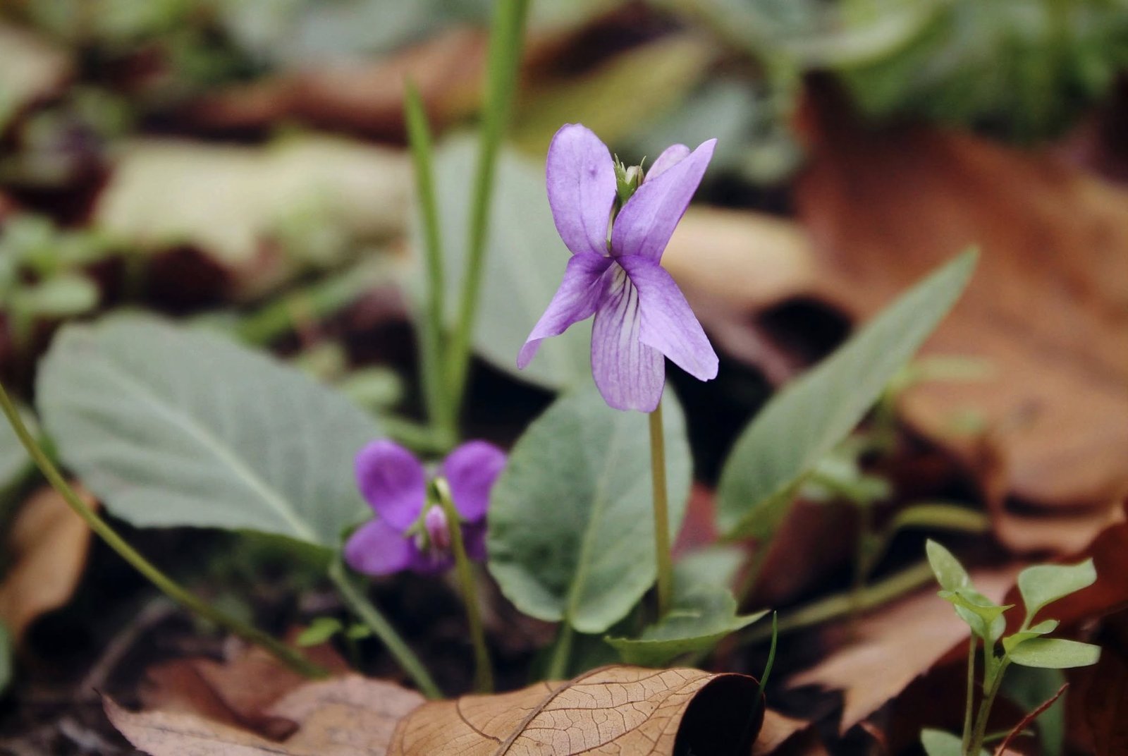 Осенняя аномалия: в Днепре в ноябре расцвели фиалки