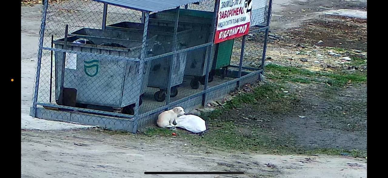 Щенков оставили у мусорников в Днепре