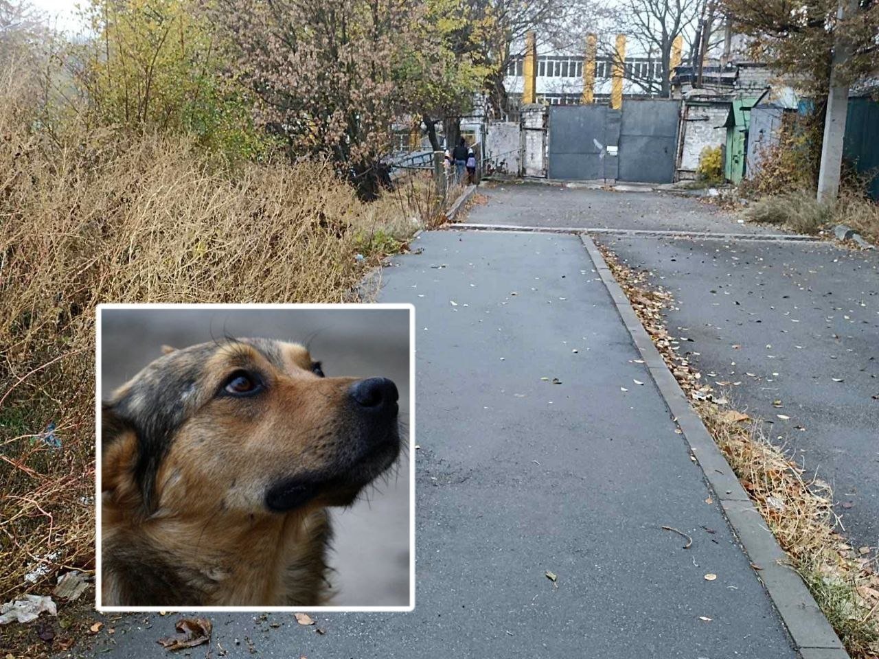 Собаку знайшли мертвою посеред вулиці Дніпра