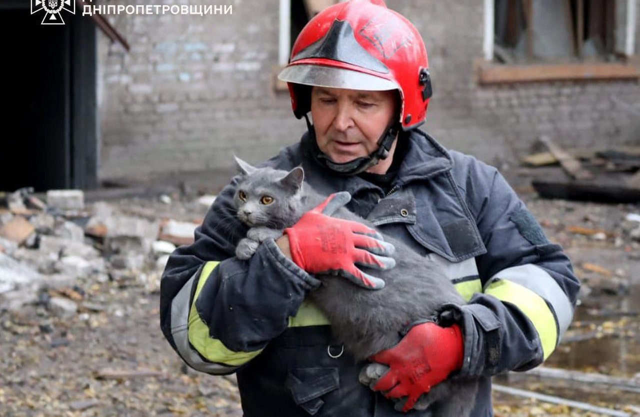 Чрезвычайники обнаружили живого кота среди завалов